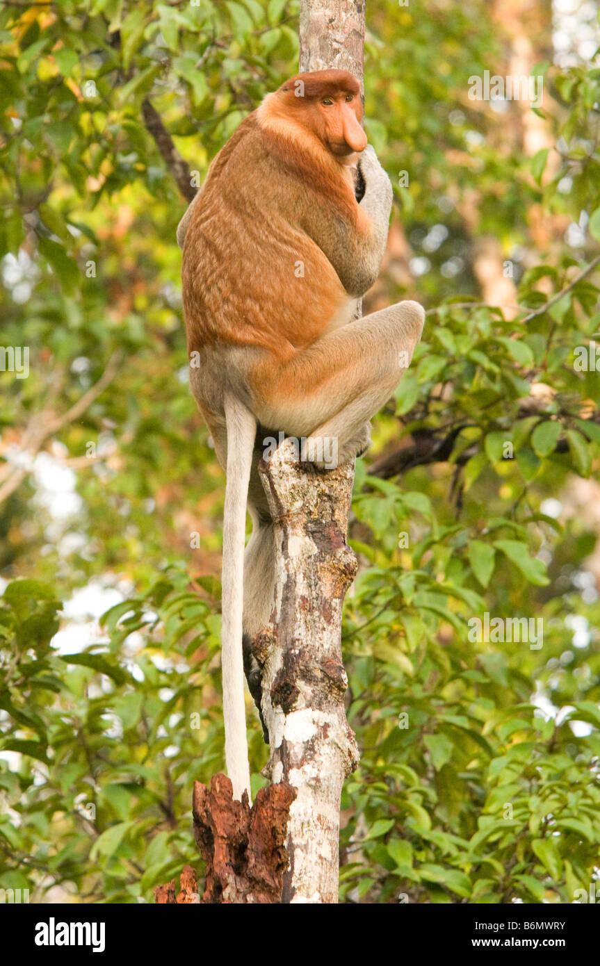 Proboscide di scimmia (Nasalis larvatus), a Kalimantan, Borneo, Indonesia Foto Stock