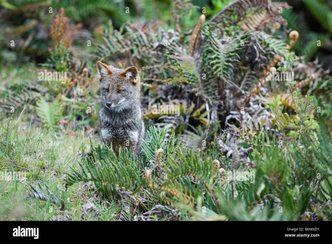 Darwin Fox (Pseudalopex fulvipes) in via di estinzione, selvaggio, Isola di Chiloe CILE Foto Stock