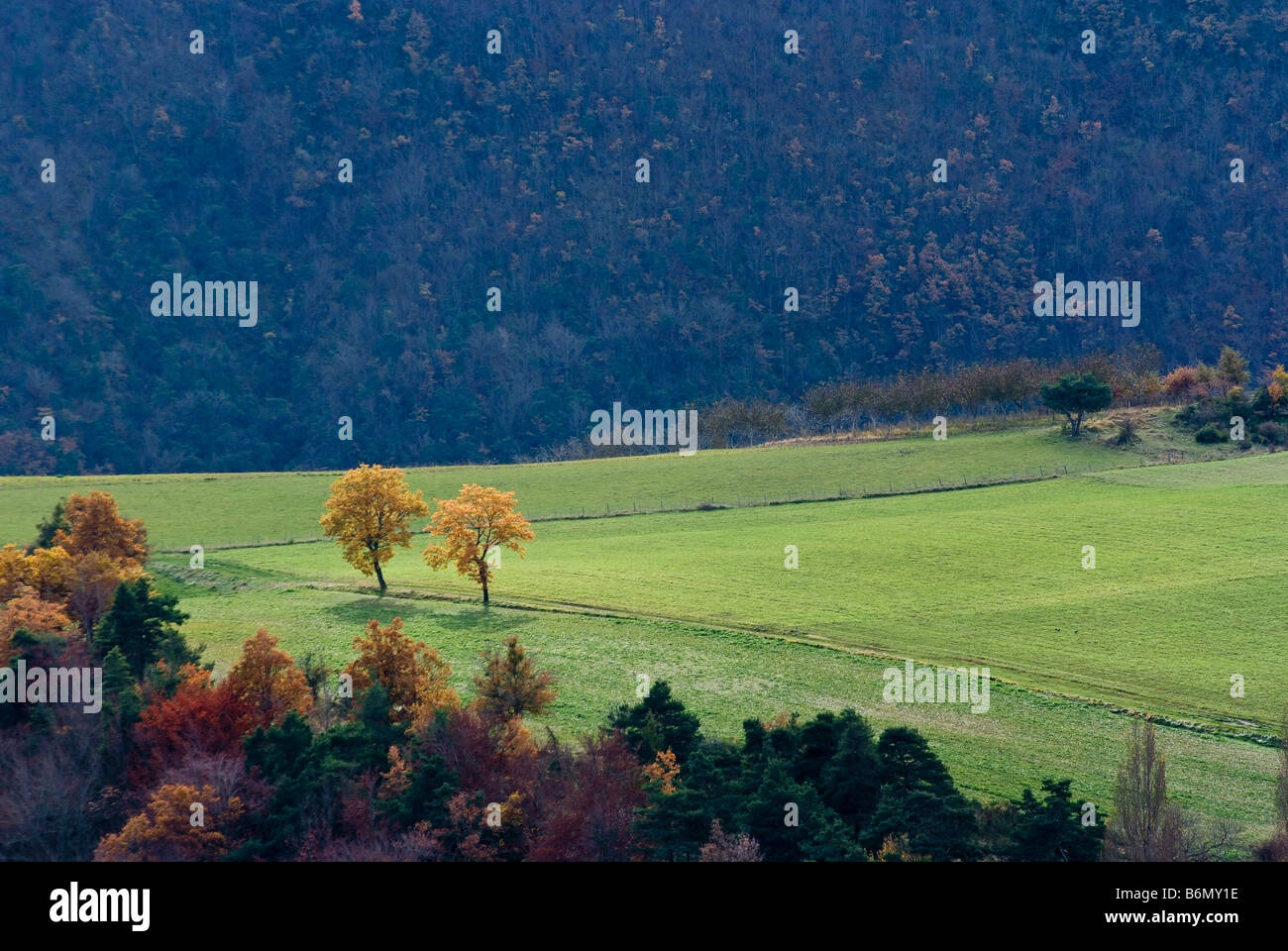 due alberi di lone Foto Stock