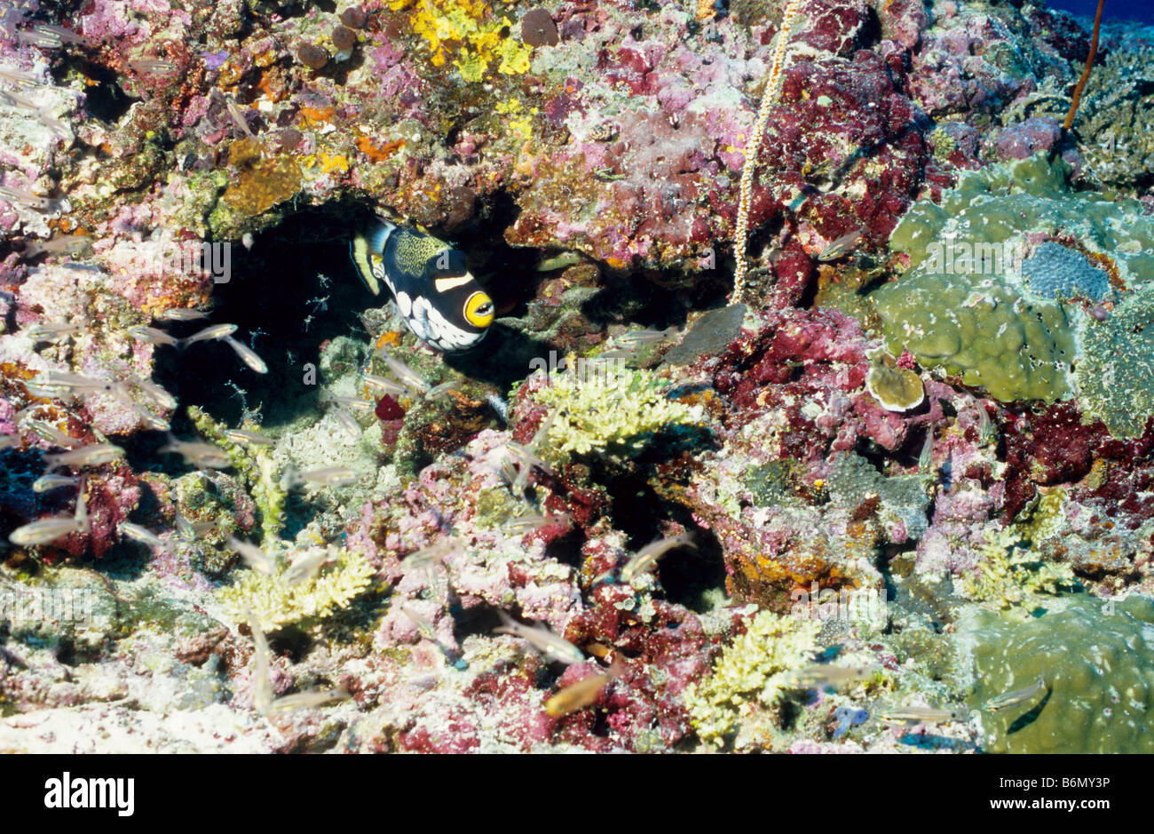 Il pagliaccio pesci balestra. Famiglia: Balistidae. Ordine: Tetraodontiformes. Balistoides Conspicillatum. La vita marina delle Maldive. Foto Stock