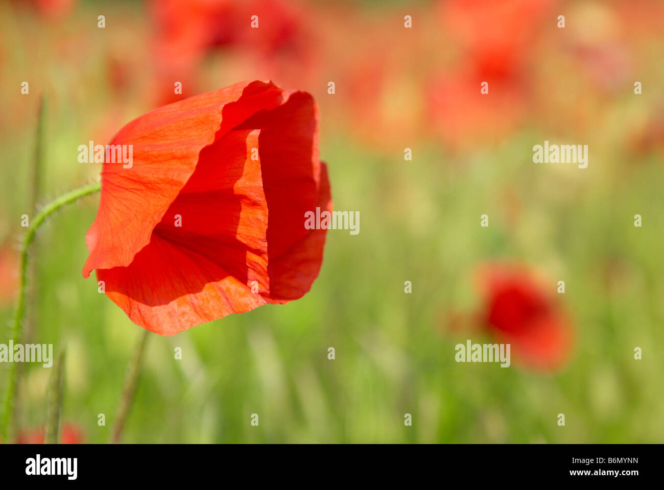 Il papavero di mais, campo papavero, Fiandre papavero, o di papavero rosso è il papavero selvatico di coltivazione agricola. Foto Stock