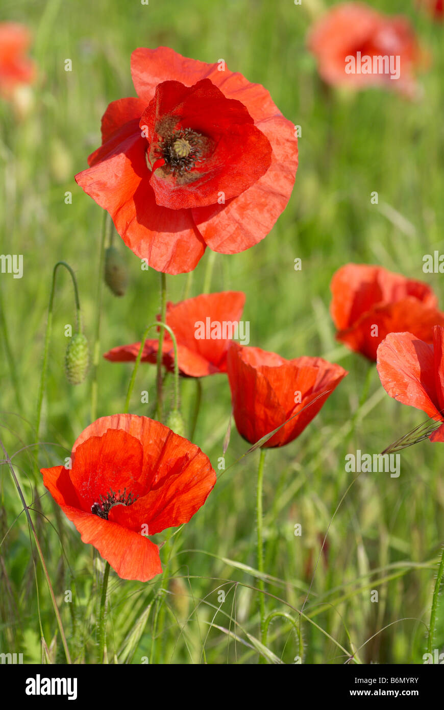 Il papavero di mais, campo papavero, Fiandre papavero, o di papavero rosso è il papavero selvatico di coltivazione agricola. Foto Stock