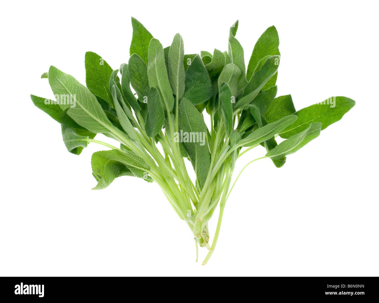 Fresh comune erba salvia isolato su uno sfondo bianco Foto Stock
