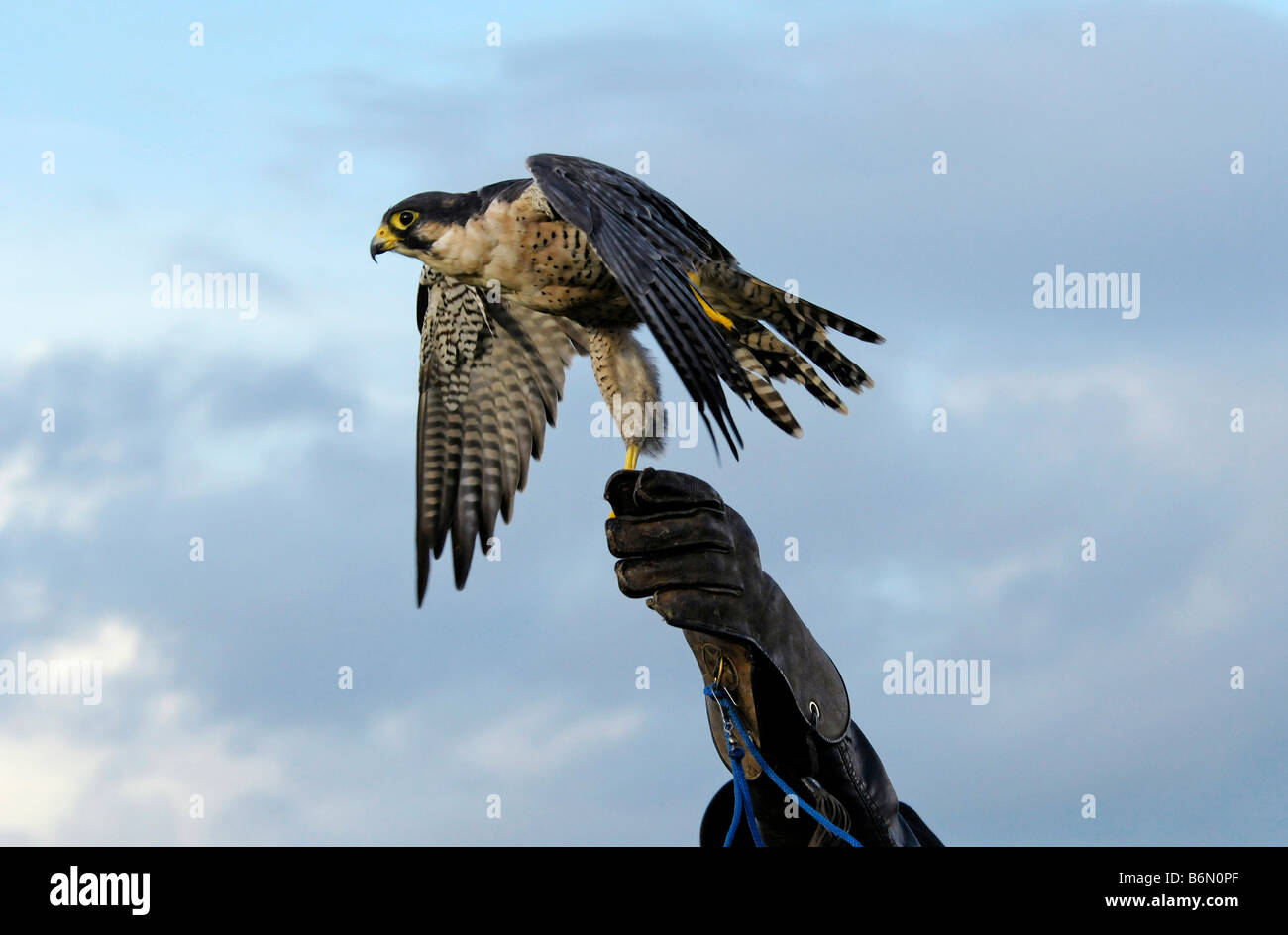 Falco pellegrino (Falco peregrinus) sul guanto Foto Stock