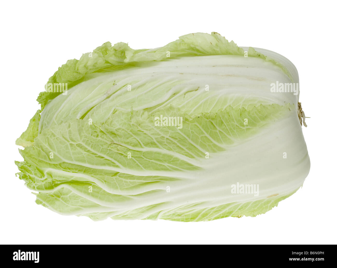 Freschi cavoli cinesi isolato su uno sfondo bianco Foto Stock
