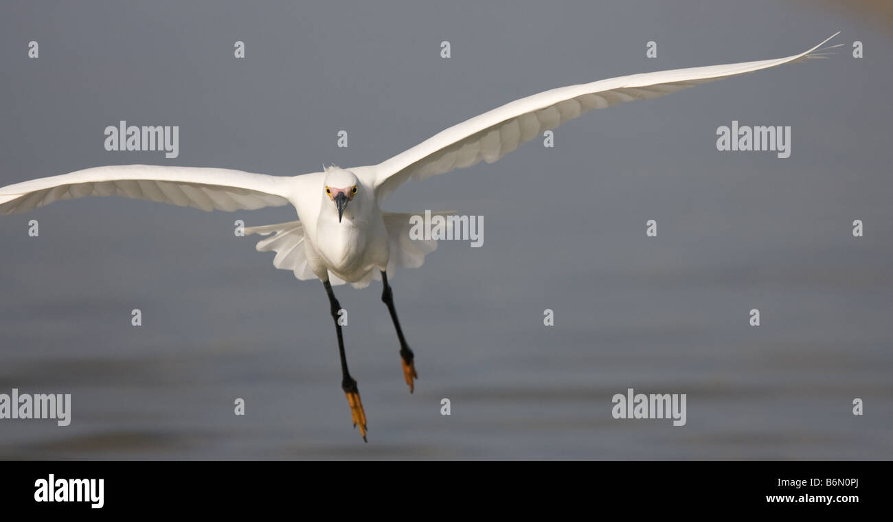 Un Airone nevoso vola lungo il Golfo del Messico sulla spiaggia di Fort Myers, Florida, in cerca di pesce. Foto Stock