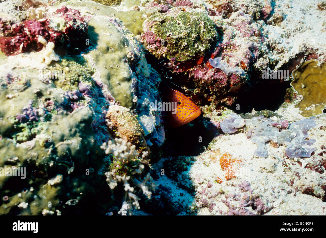 Coral Hind o gioiello raggruppatore. Famiglia: Epinephelinae. Cephalopholis miniata. Nascosto in una stazione di pulizia. Maldive. Foto Stock
