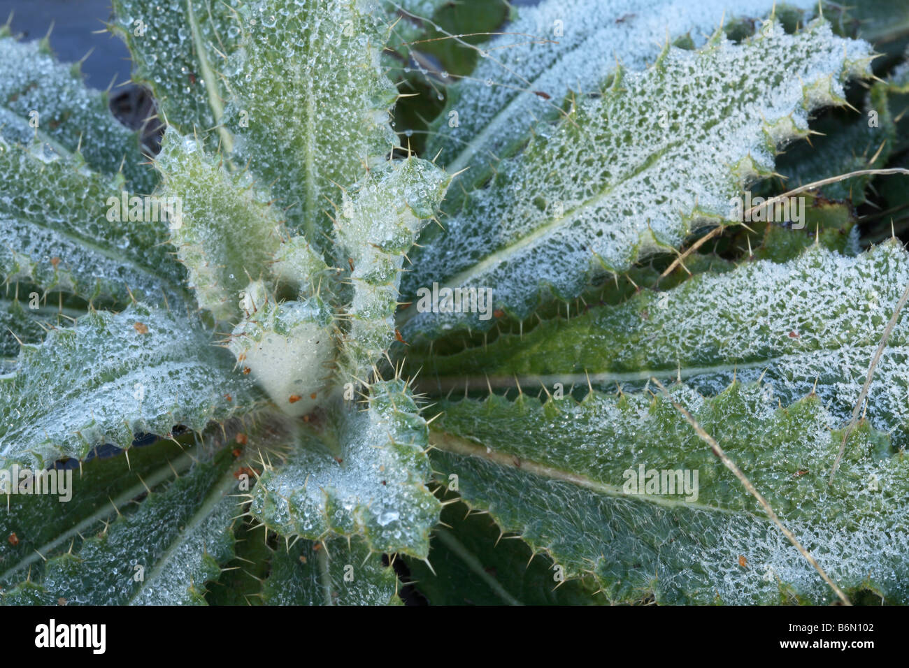 Cuore di un giovane thistle ricoperta di brina mattutina. Roverella di foglie spinose Berkheya cuore coperto di cristalli di ghiaccio Foto Stock