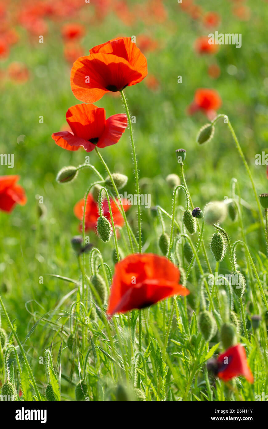 Il papavero di mais, campo papavero, Fiandre papavero, o di papavero rosso è il papavero selvatico di coltivazione agricola. Foto Stock