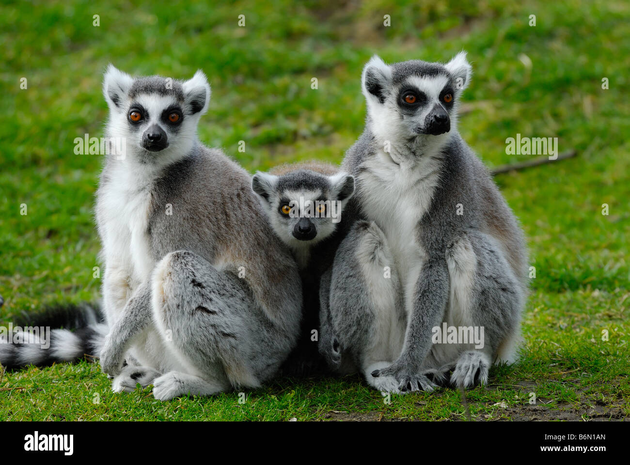 Immagine divertente di due ring tailed lemuri con un bambino nel mezzo guardando la telecamera Foto Stock