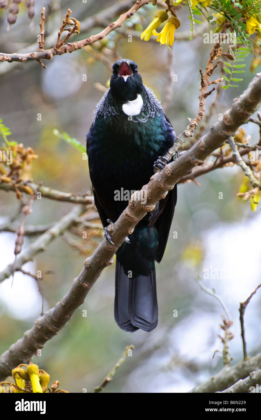 Un tui (Parson bird, Prosthemadera novaeseelandiae) - un nativo della Nuova Zelanda - uccello cantare in una struttura ad albero kowhai Foto Stock