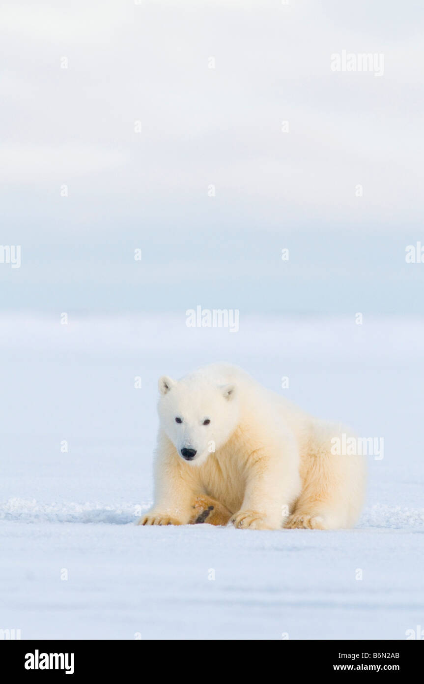 Orso polare Ursus maritimus molla cub Foto Stock