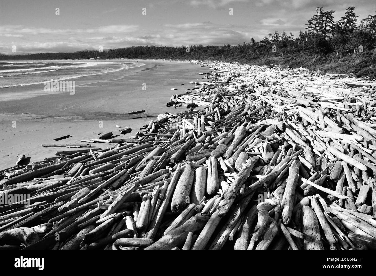 Lavate dei registri sulla lunga spiaggia, Pacific Rim National Park, l'isola di Vancouver, British Columbia, in bianco e nero Foto Stock