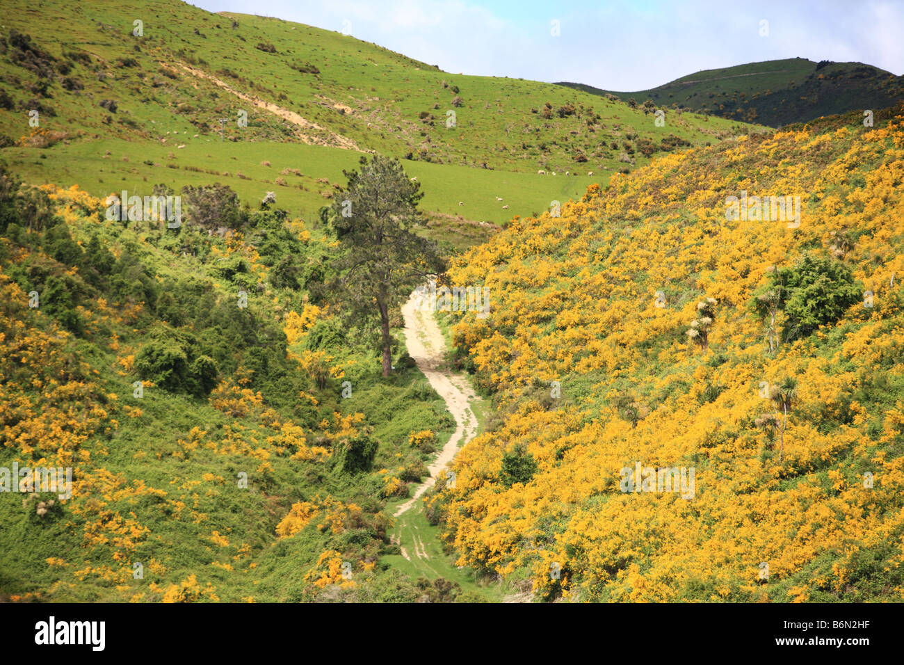Gorse coperta paddock, Kaikoura, Nuova Zelanda Foto Stock