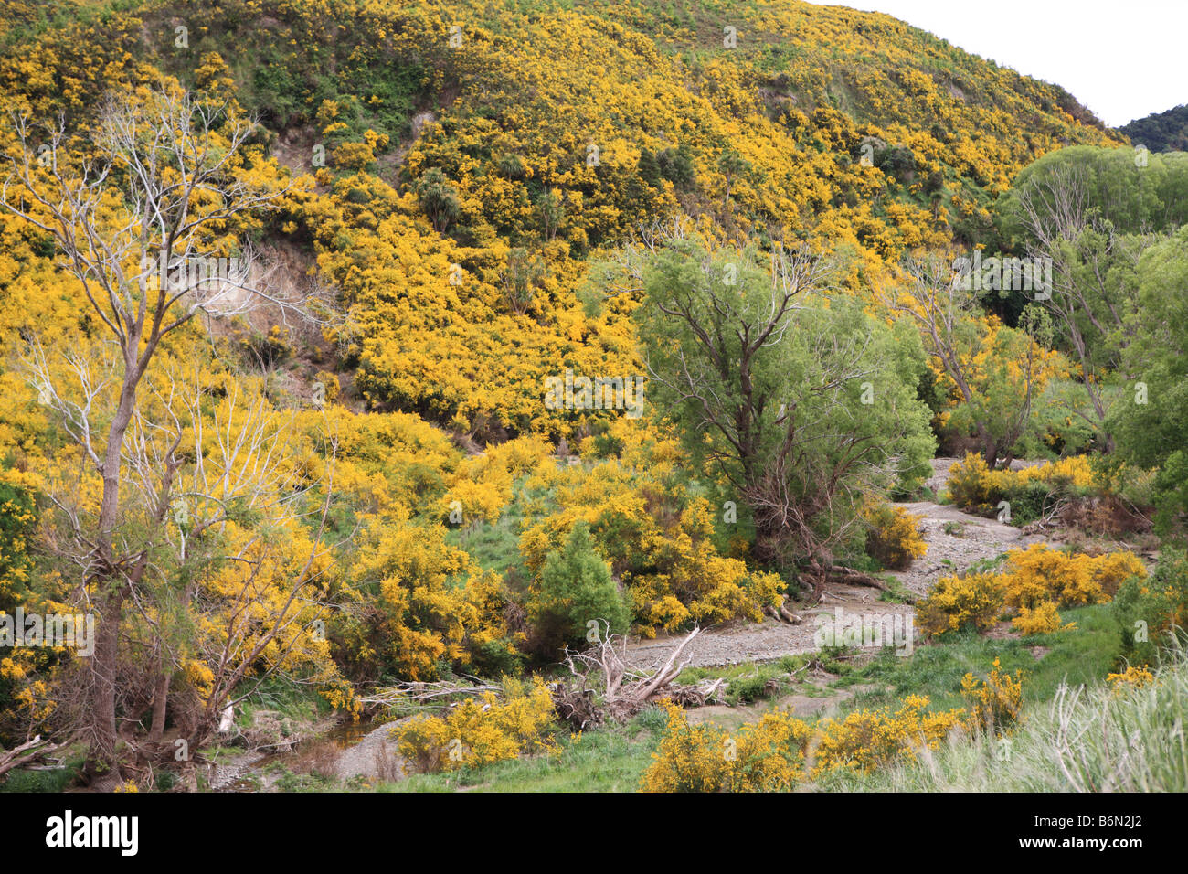 Gorse coperta paddock, Kaikoura, Nuova Zelanda Foto Stock