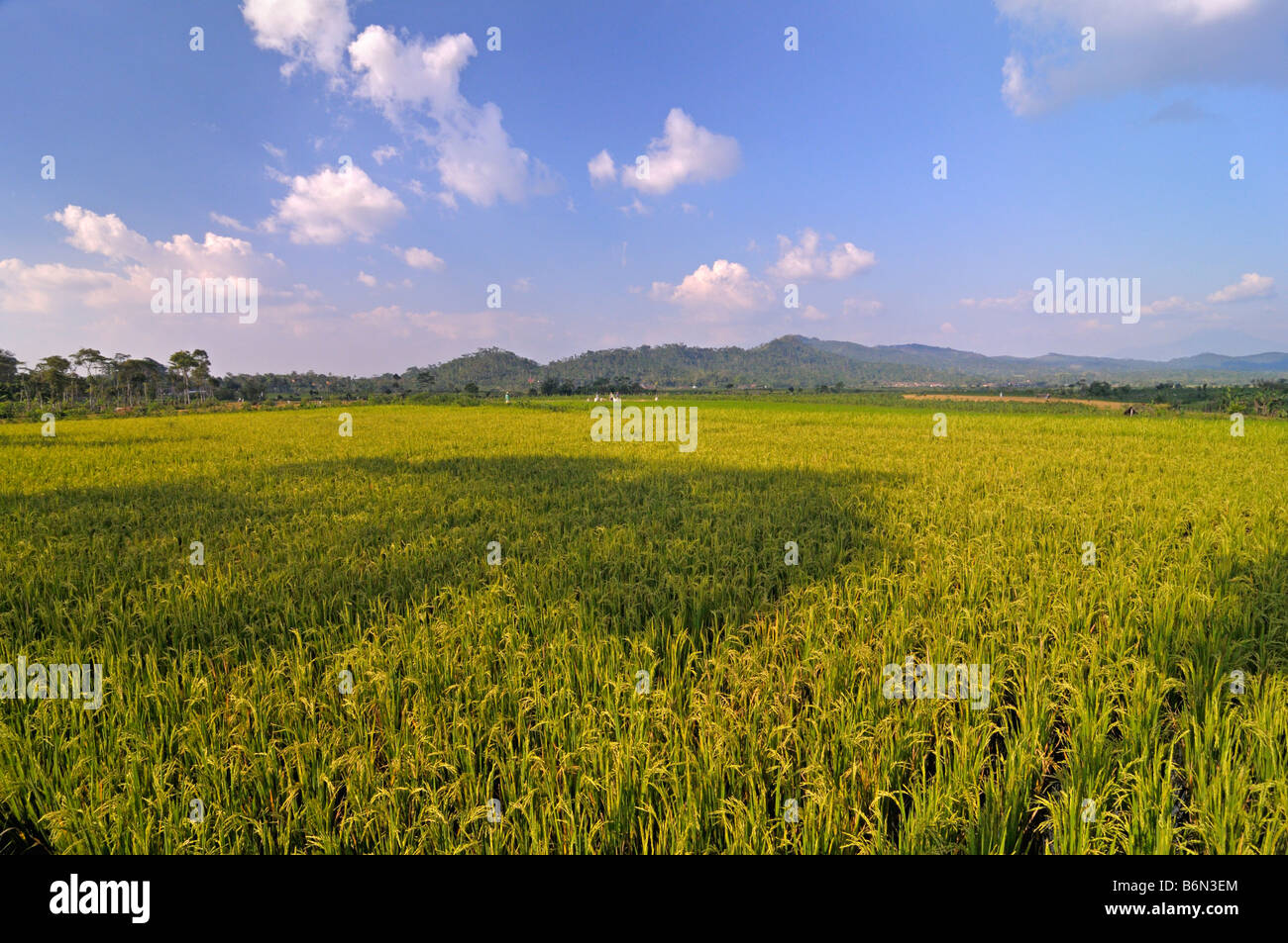 Ampia area di risaia in Java centrale provincia, Indonesia Foto Stock