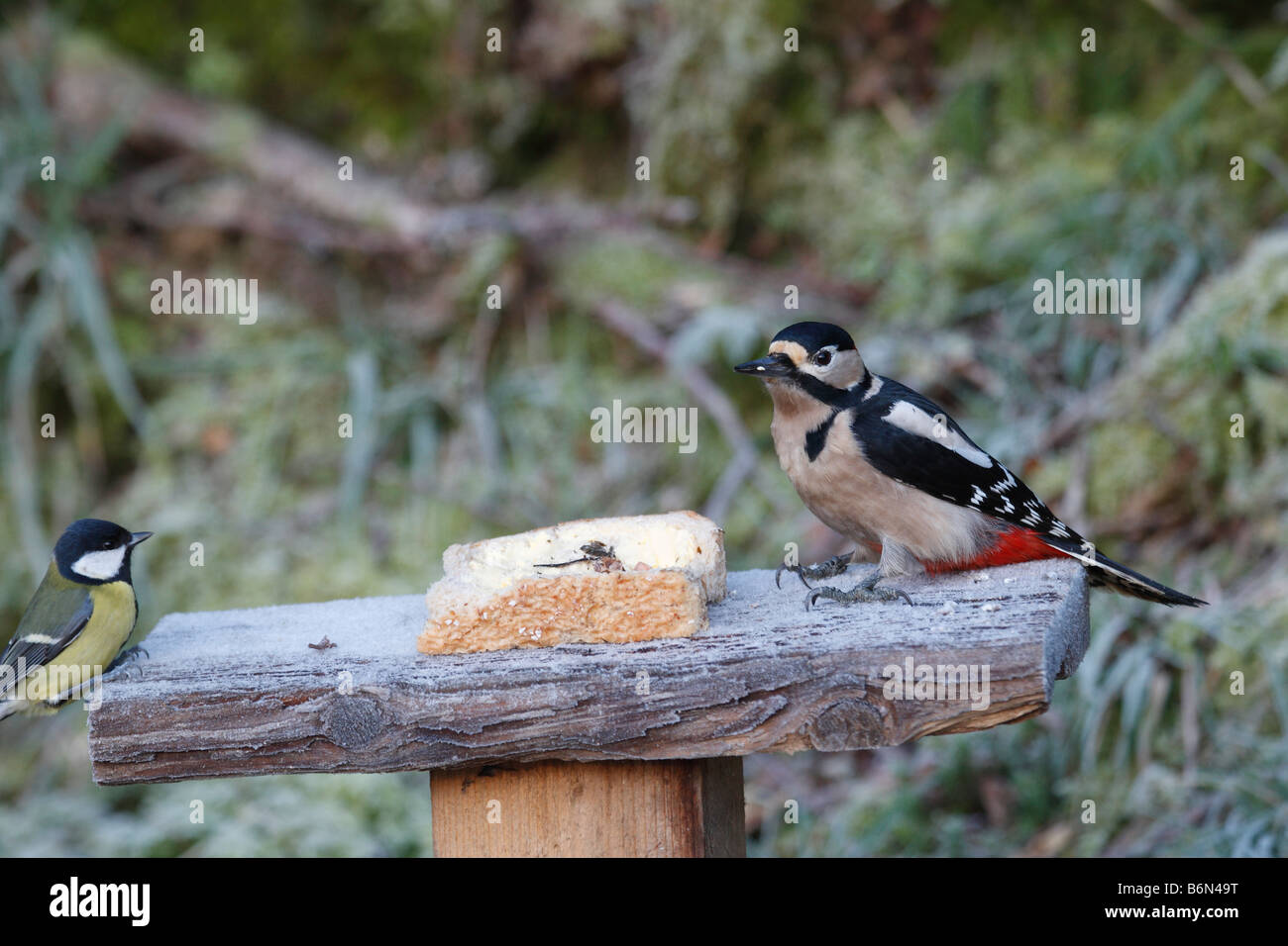 Picchio rosso maggiore Dendrocopus major maschio A BIRDTABLE Foto Stock