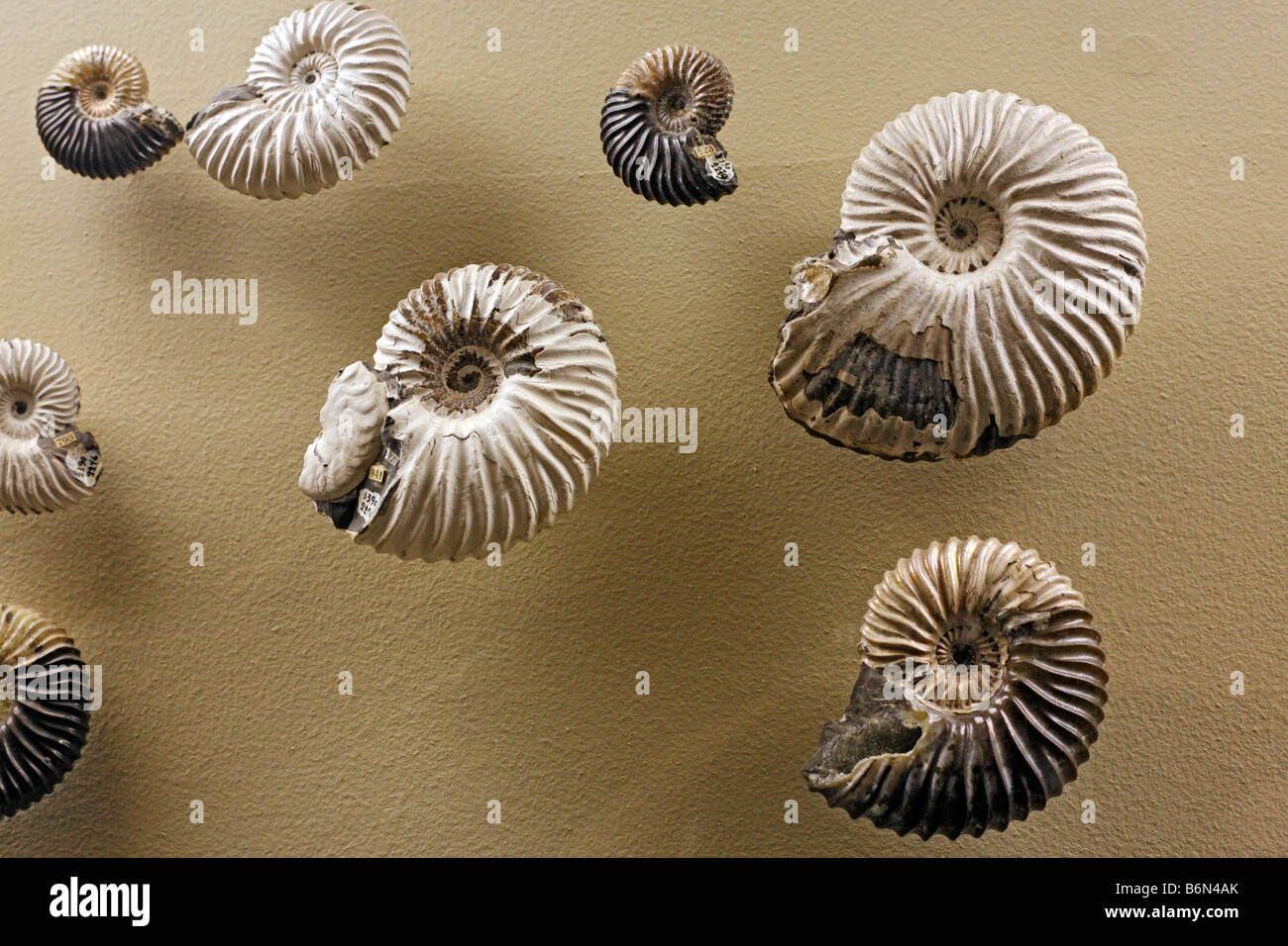 Fossili (Speetoniceras versicolor), museo paleontologico, Mosca, Russia Foto Stock