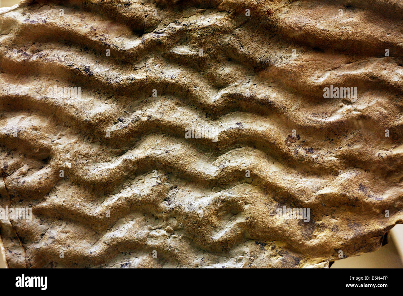 Tracce fossili delle onde del mare sulla sabbia dal mare antico in Mongolia, museo paleontologico, Mosca, Russia Foto Stock