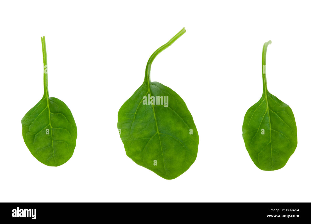 Spinaci freschi lascia isolato su uno sfondo bianco Foto Stock