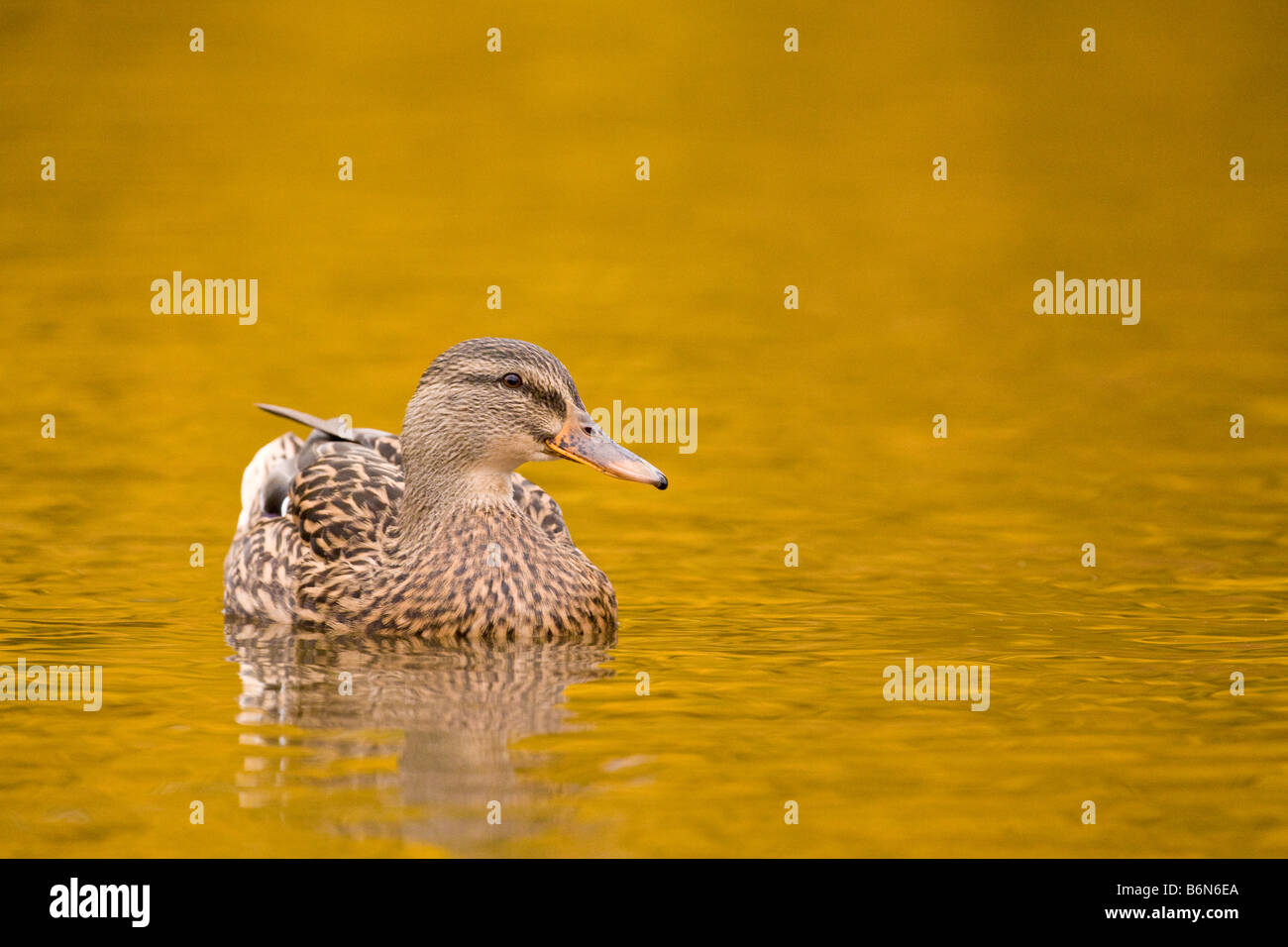 Il Germano Reale femmina in autunno la luce Foto Stock