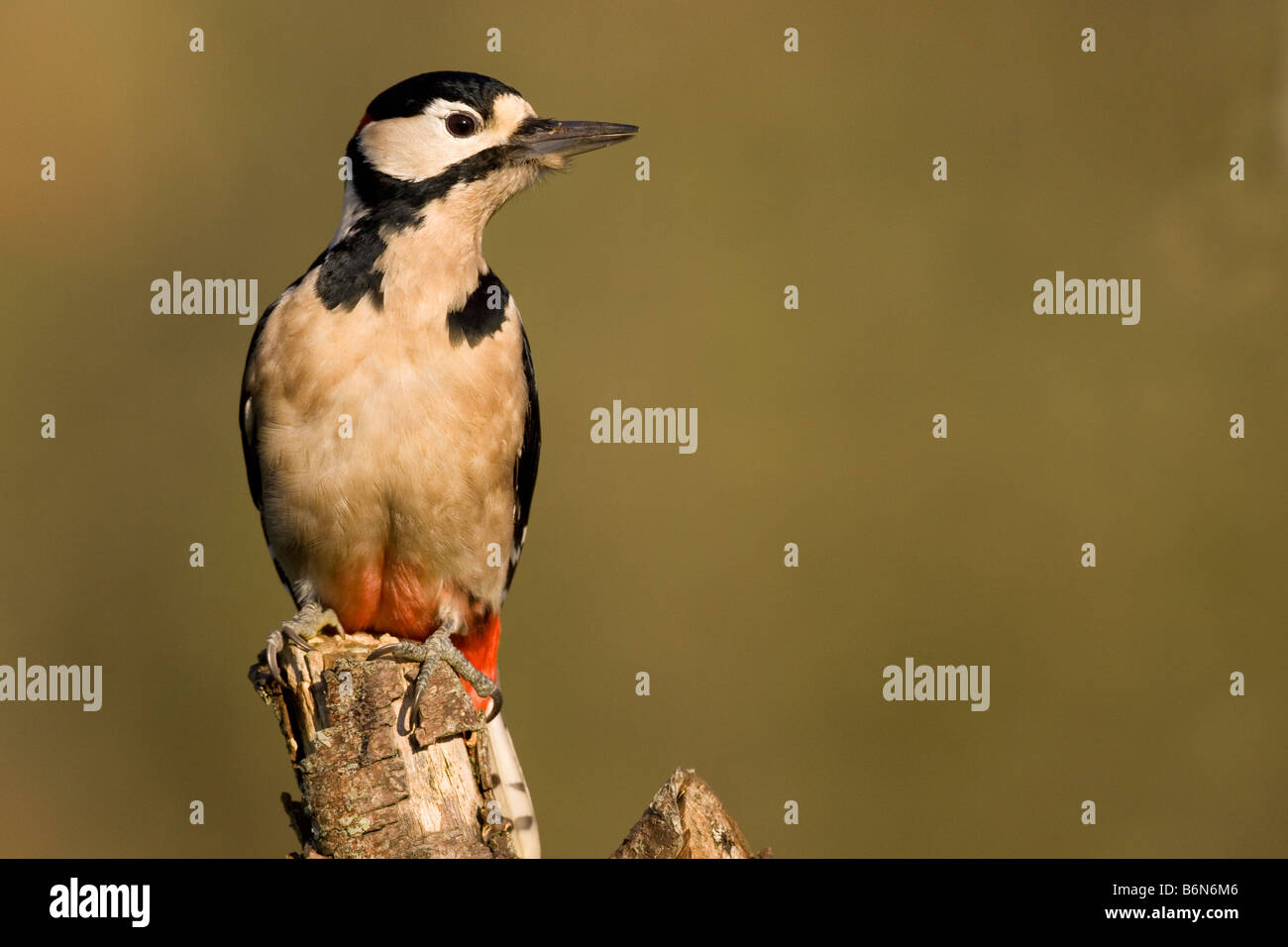 Picchio rosso maggiore Foto Stock