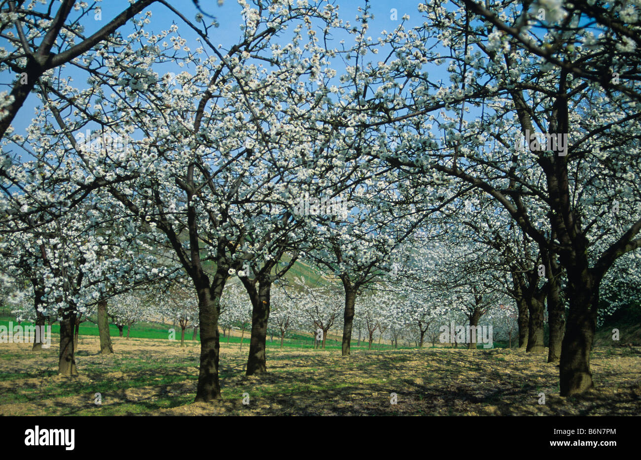 Fiore di Ciliegio in campi vicino a Arles in Provenza Foto Stock