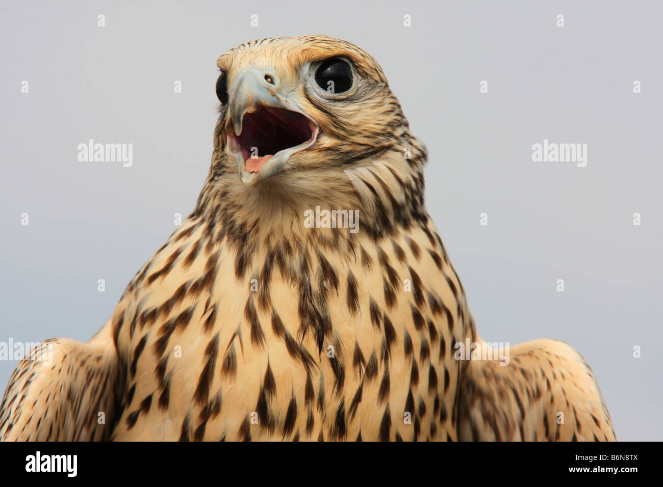 Gyr-saker falcon ritratto contro sky Foto Stock