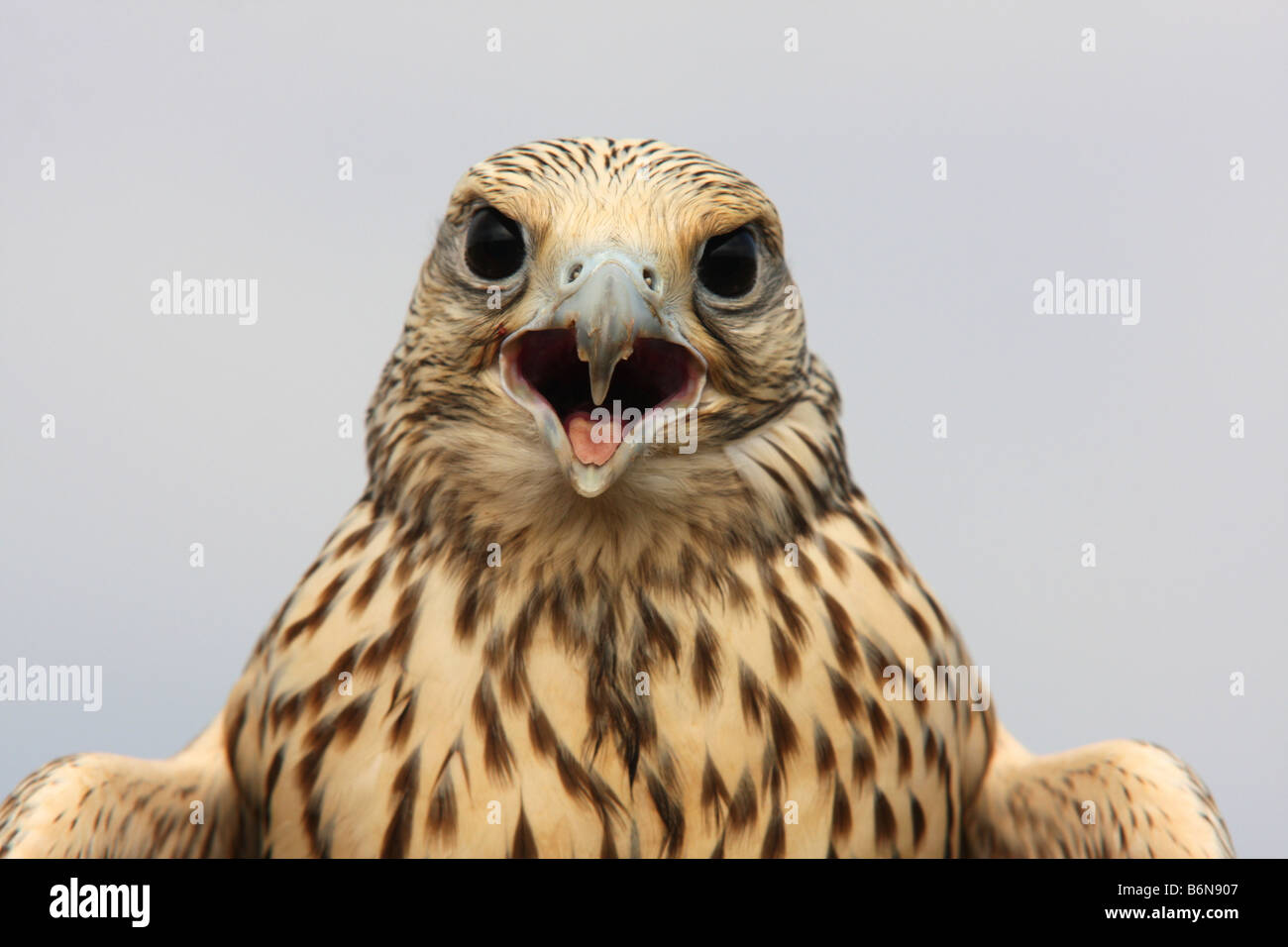 Gyr-saker falcon ritratto contro sky Foto Stock