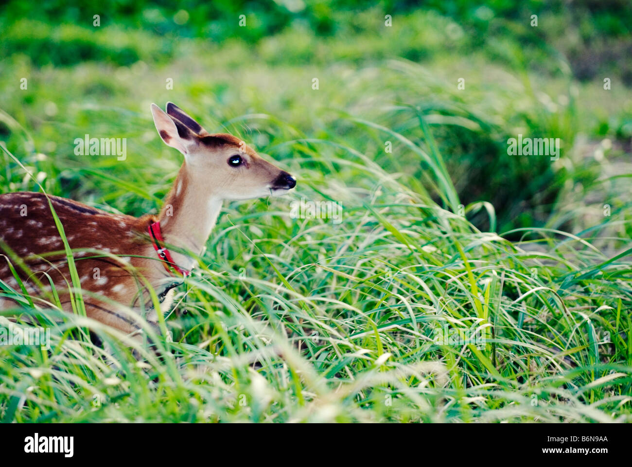 Formosan cervi sika, Cervus nippon taiouanus, Taiwan, Isola Verde, Taitung County Foto Stock