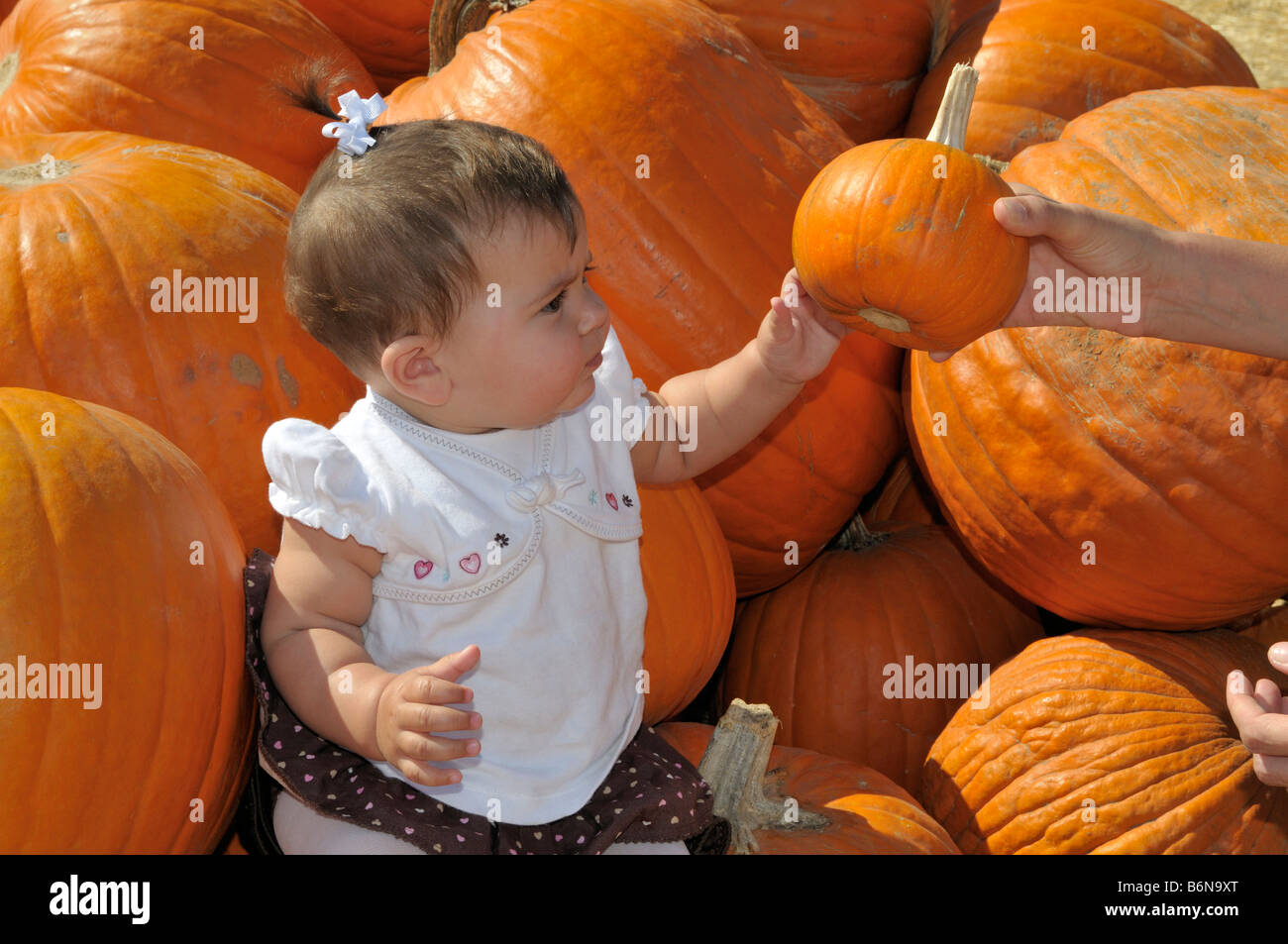 Invece arriva belle piccole zucca al baby ragazza seduta tra grandi zucche arancione Foto Stock