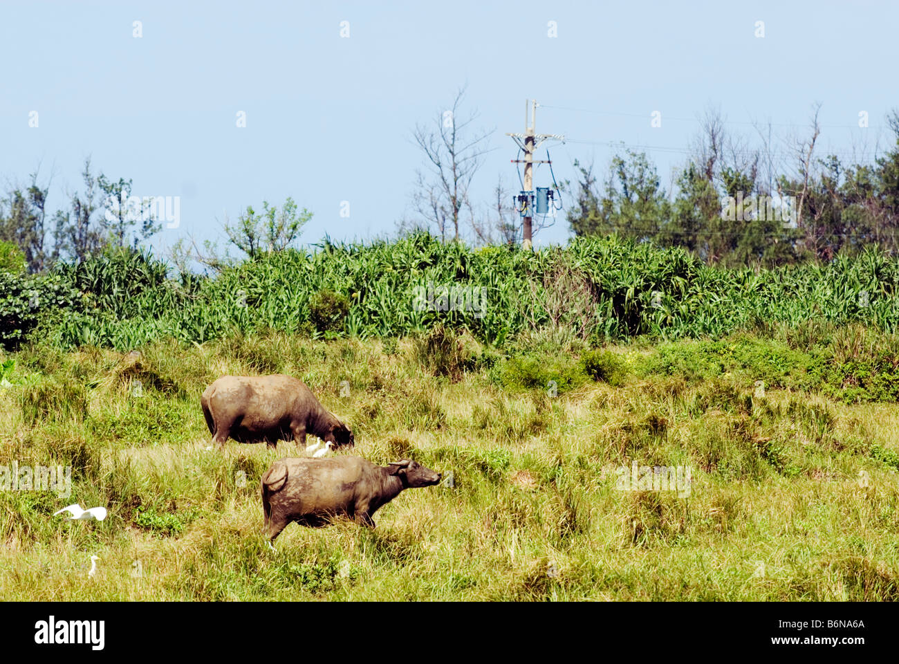 Bufalo d'acqua, Isola Verde, Taiwan Foto Stock