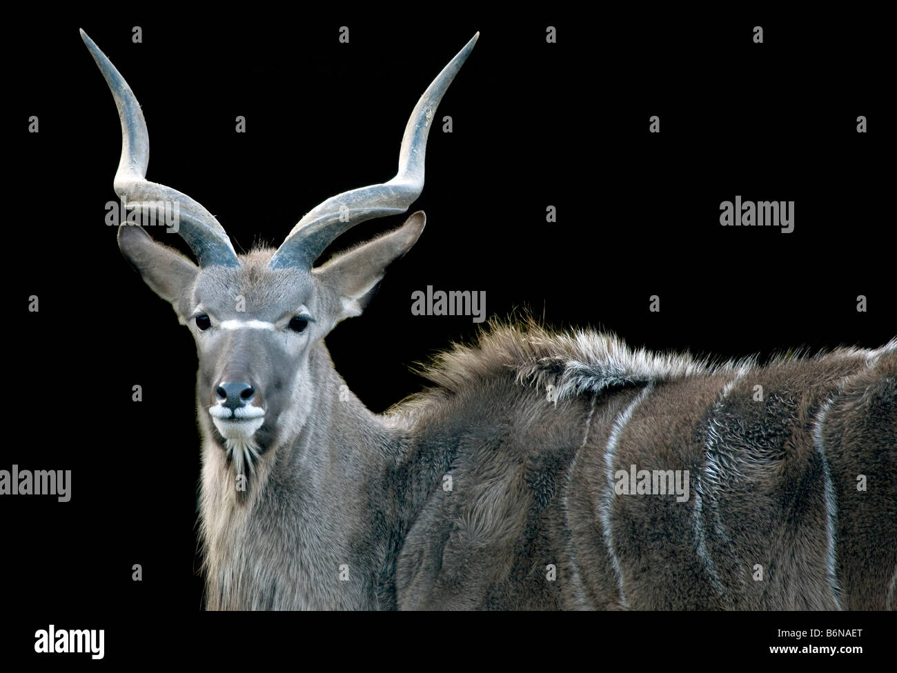 Kudu maggiore (Tragelaphus strepsiceros) Foto Stock