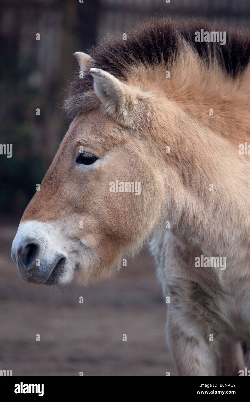 Cavallo di Przewalski - Equus ferus Foto Stock