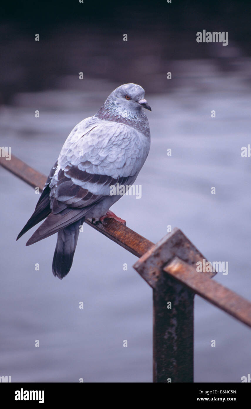 Ritratto di un piccioni selvatici (Rock Colomba) arroccato su una ringhiera Foto Stock