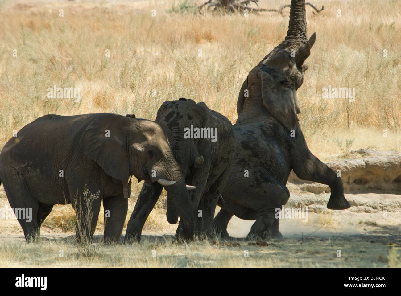 Hobatere Lodge,Damarland settentrionale,Kaokoveld, Namibia, SW Africa Foto Stock