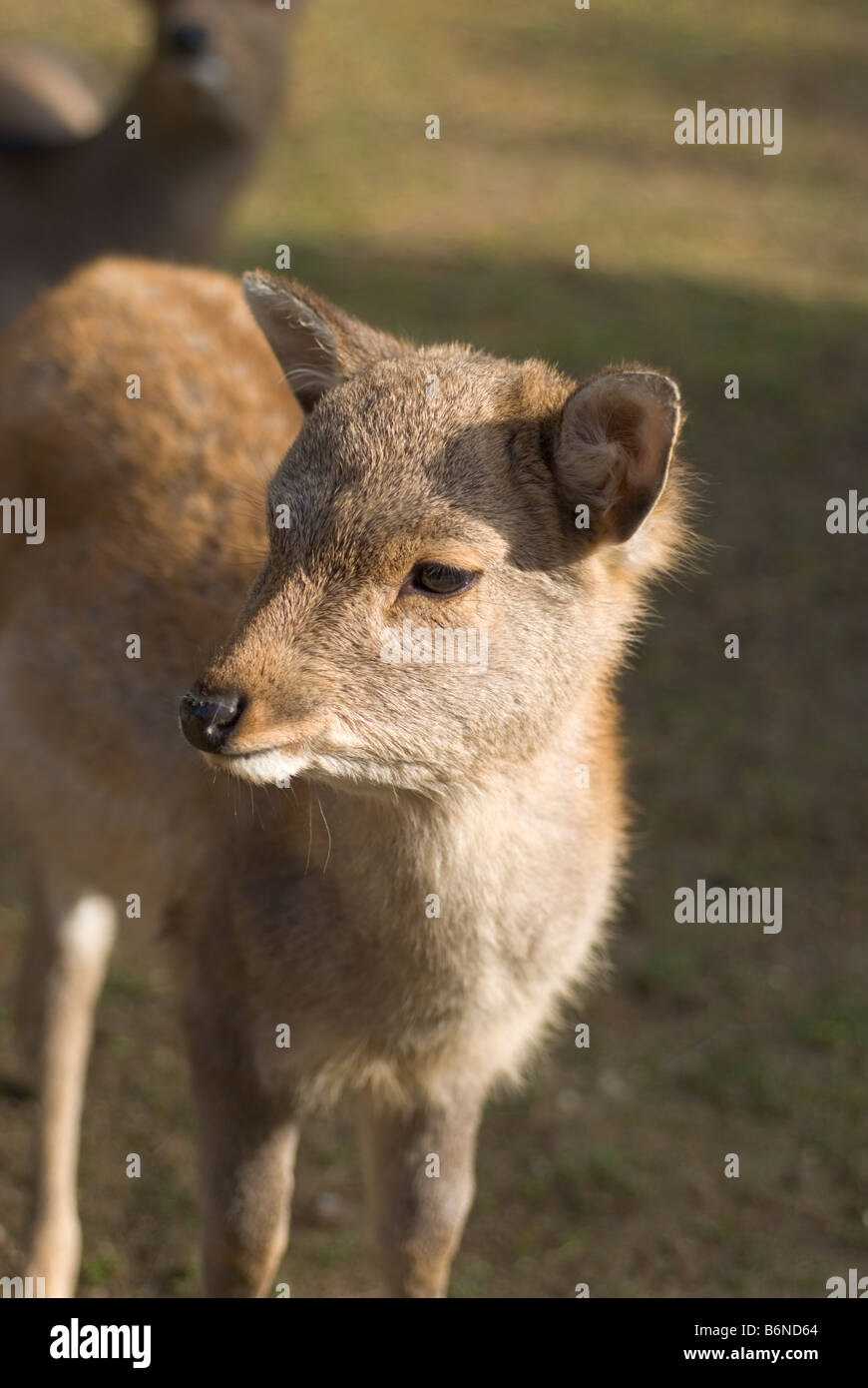 Un giovane giapponese Red Deer Fawn a Nara, Giappone Foto Stock