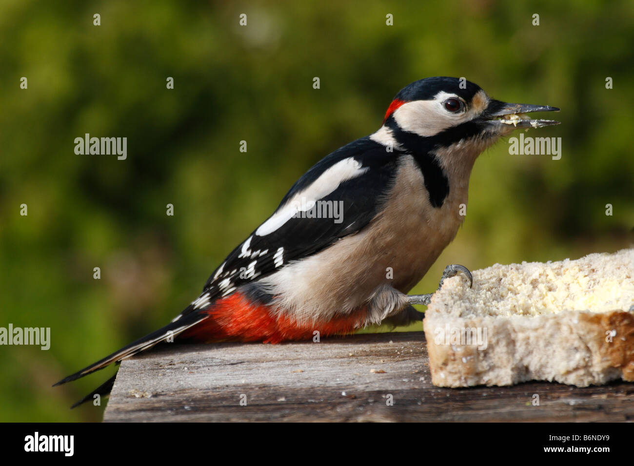 Picchio rosso maggiore Dendrocopus major maschio di mangiare il pane su BIRDTABLE Foto Stock