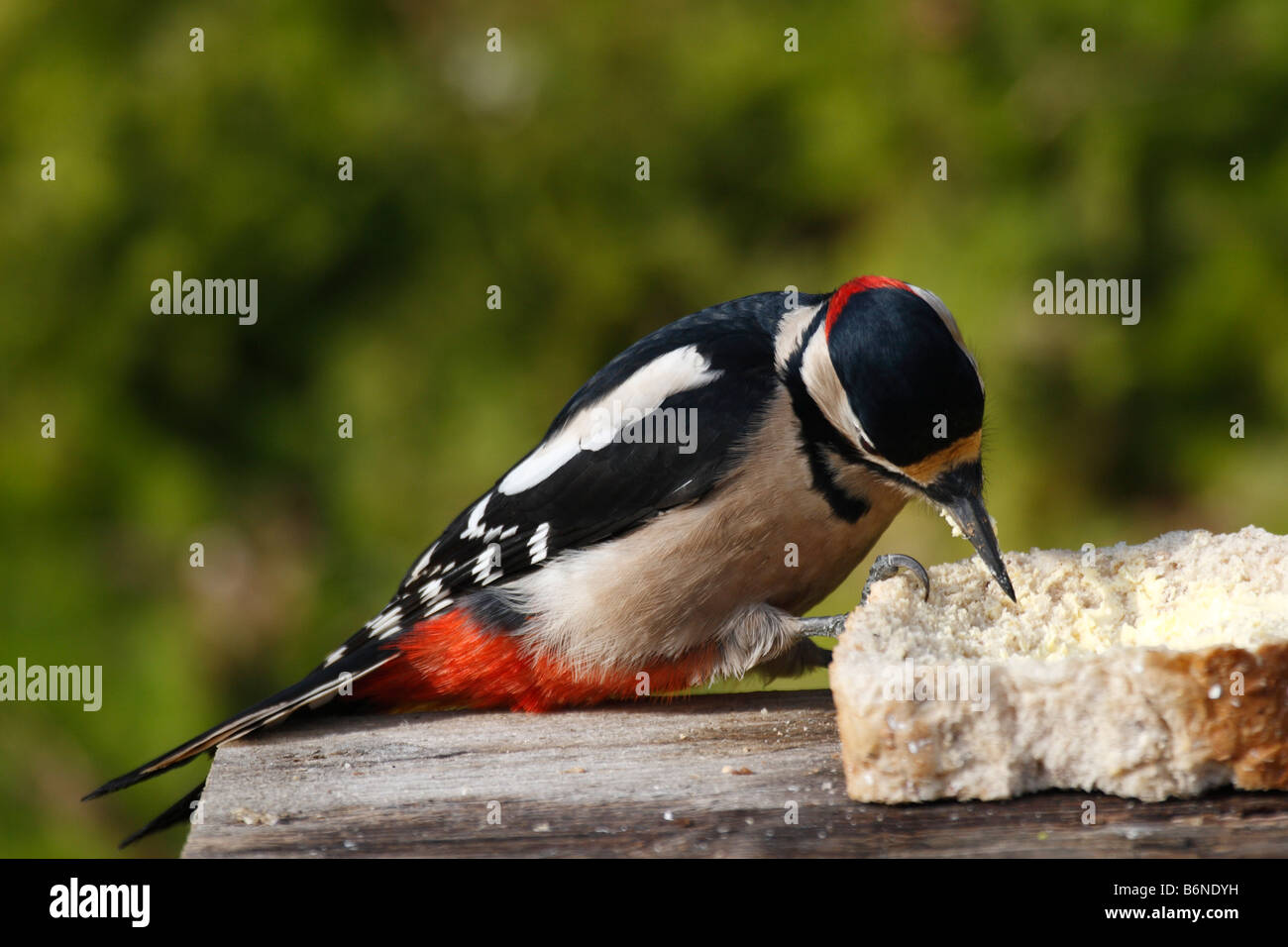 Picchio rosso maggiore Dendrocopus major maschio di mangiare il pane su BIRDTABLE Foto Stock