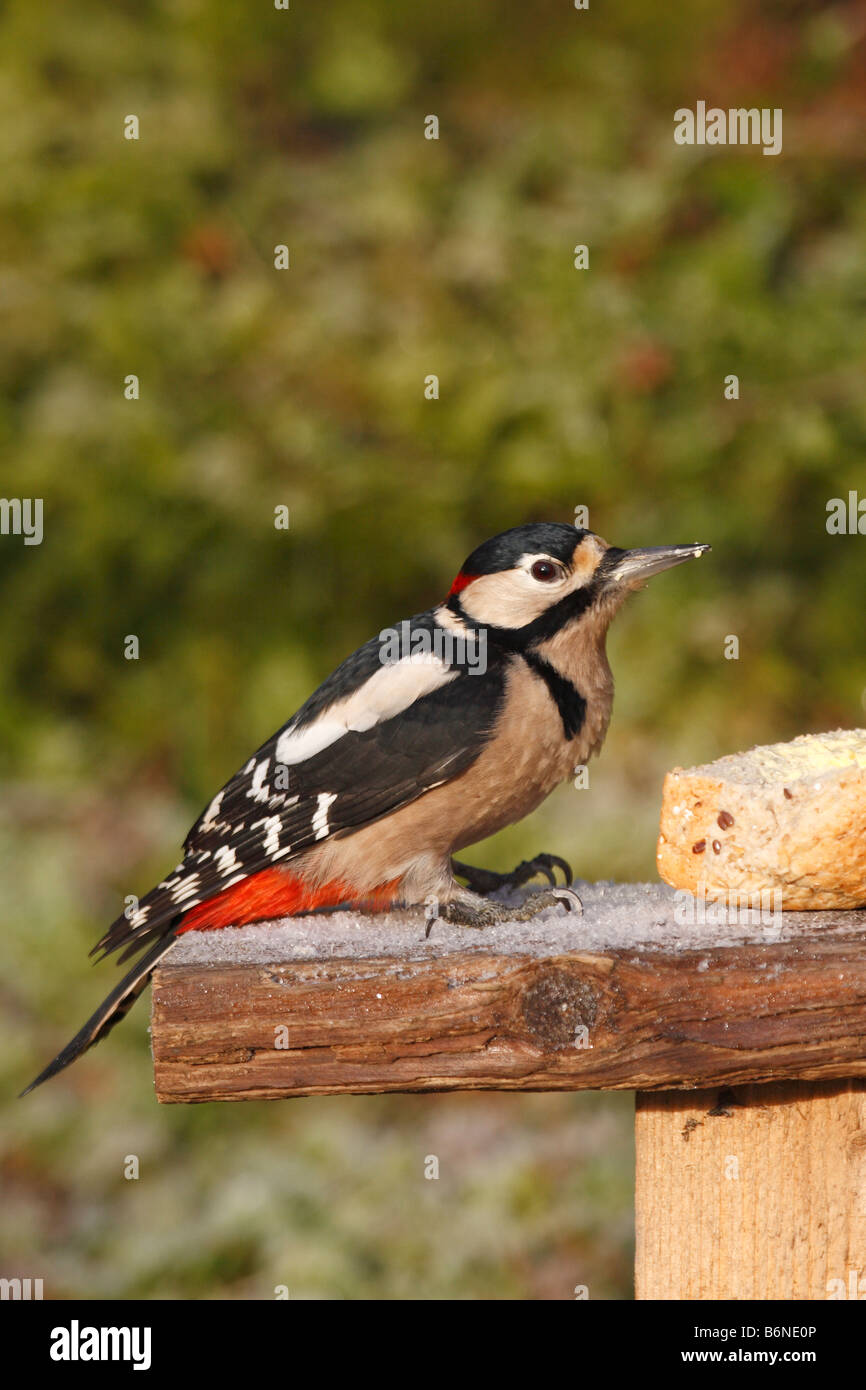 Picchio rosso maggiore Dendrocopus major maschio su BIRDTABLE Foto Stock