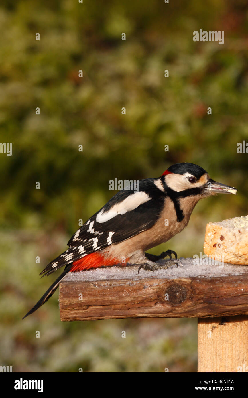 Picchio rosso maggiore Dendrocopus major maschio di mangiare il pane su BIRDTABLE Foto Stock