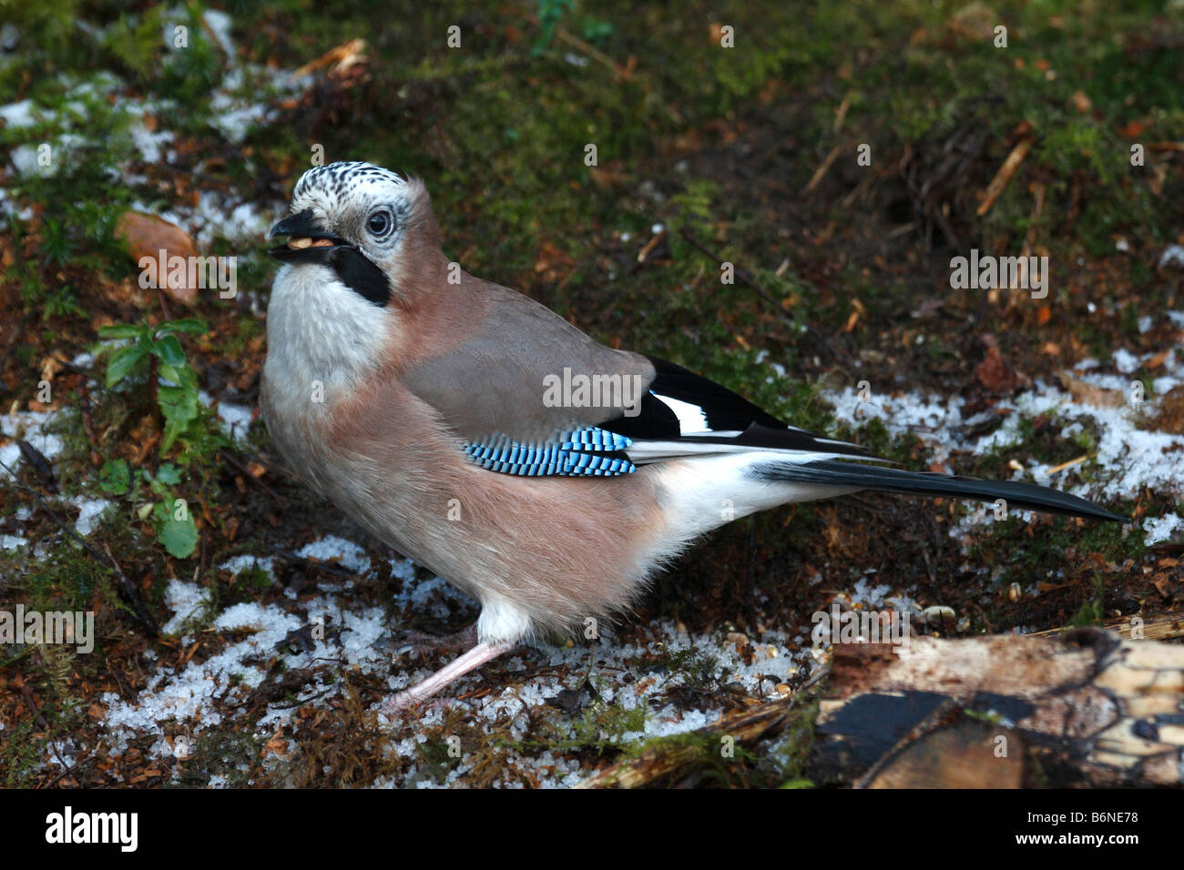 Ghiandaia Garrulus glandiarius in cerca di cibo sul terreno Foto Stock