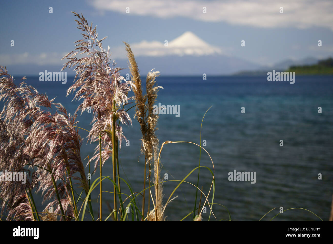 Prato soleggiato con il vulcano Osorno e del Lago Llanquihue in background Foto Stock