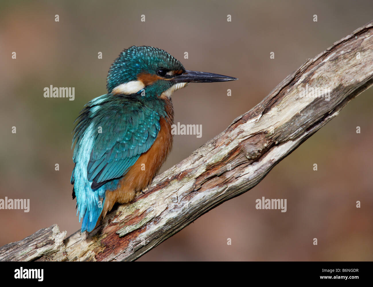 Martin pescatore Alcedo atthis la pesca Foto Stock