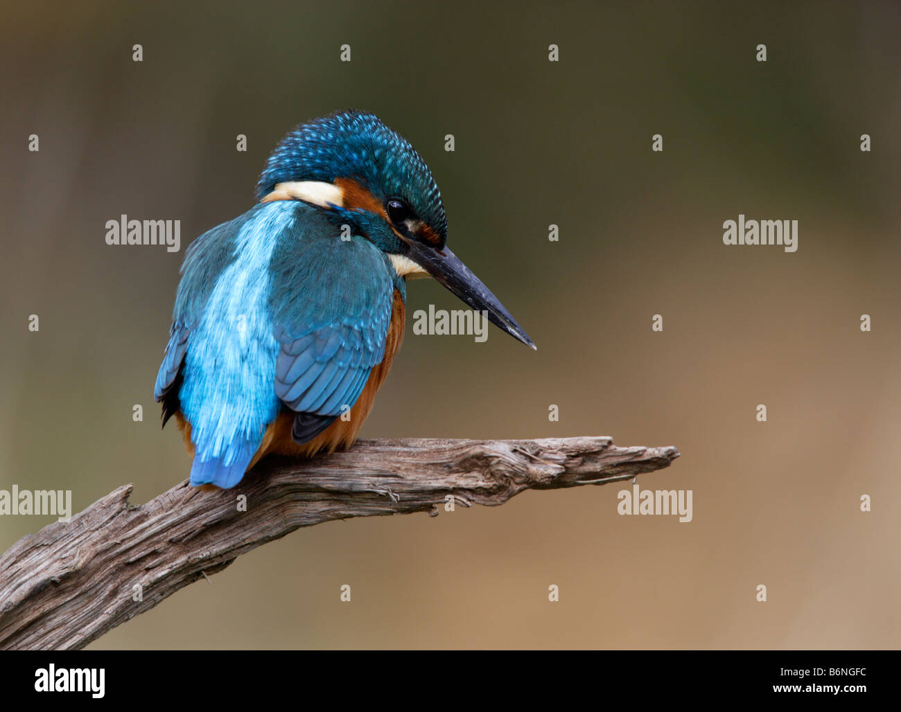Martin pescatore Alcedo atthis la pesca Foto Stock
