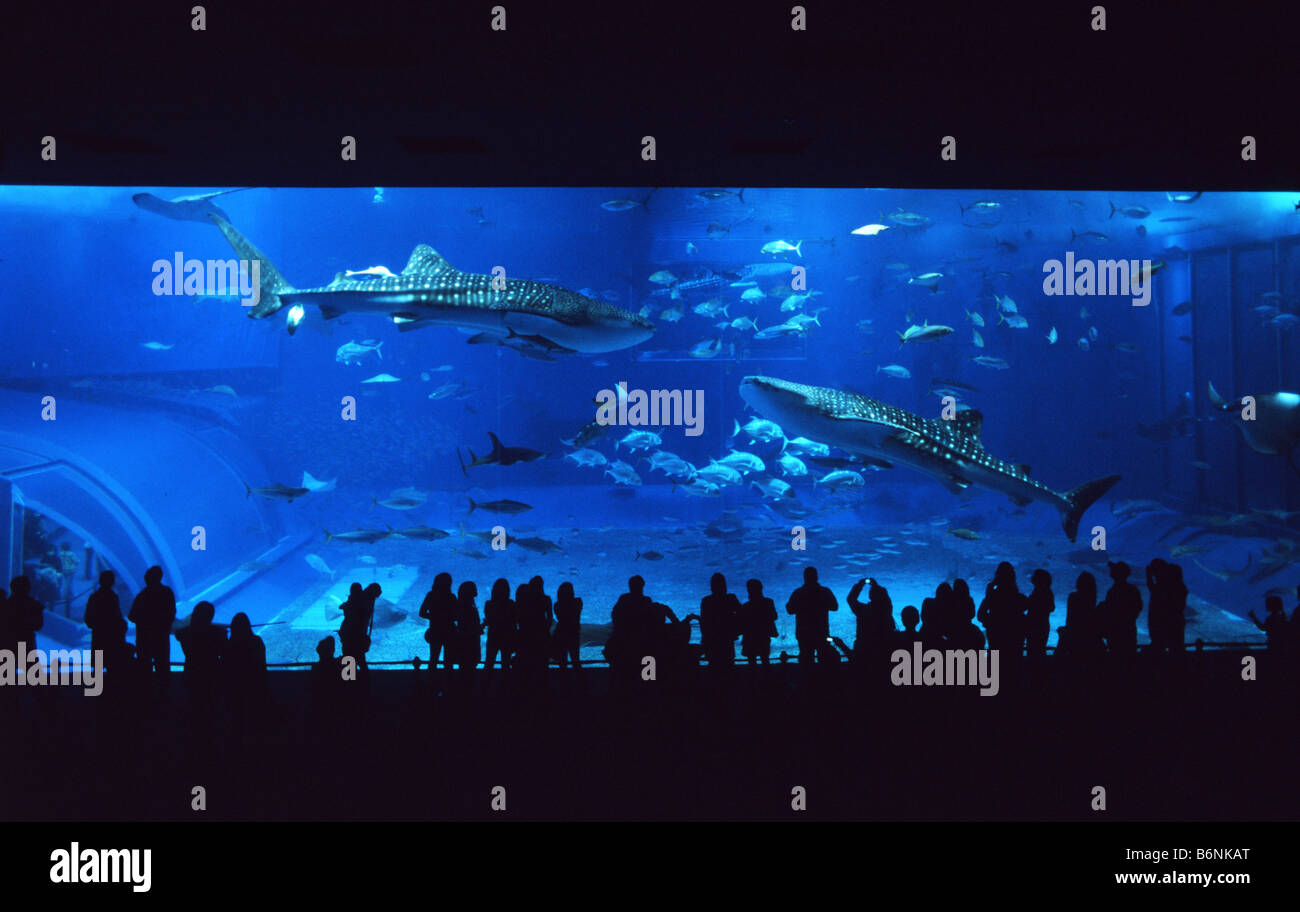 Serbatoio principale finestra (l acquario più grande finestra nel mondo) a Okinawa Churaumi Aquarium, Giappone. Il serbatoio contiene 3 squali balena Foto Stock