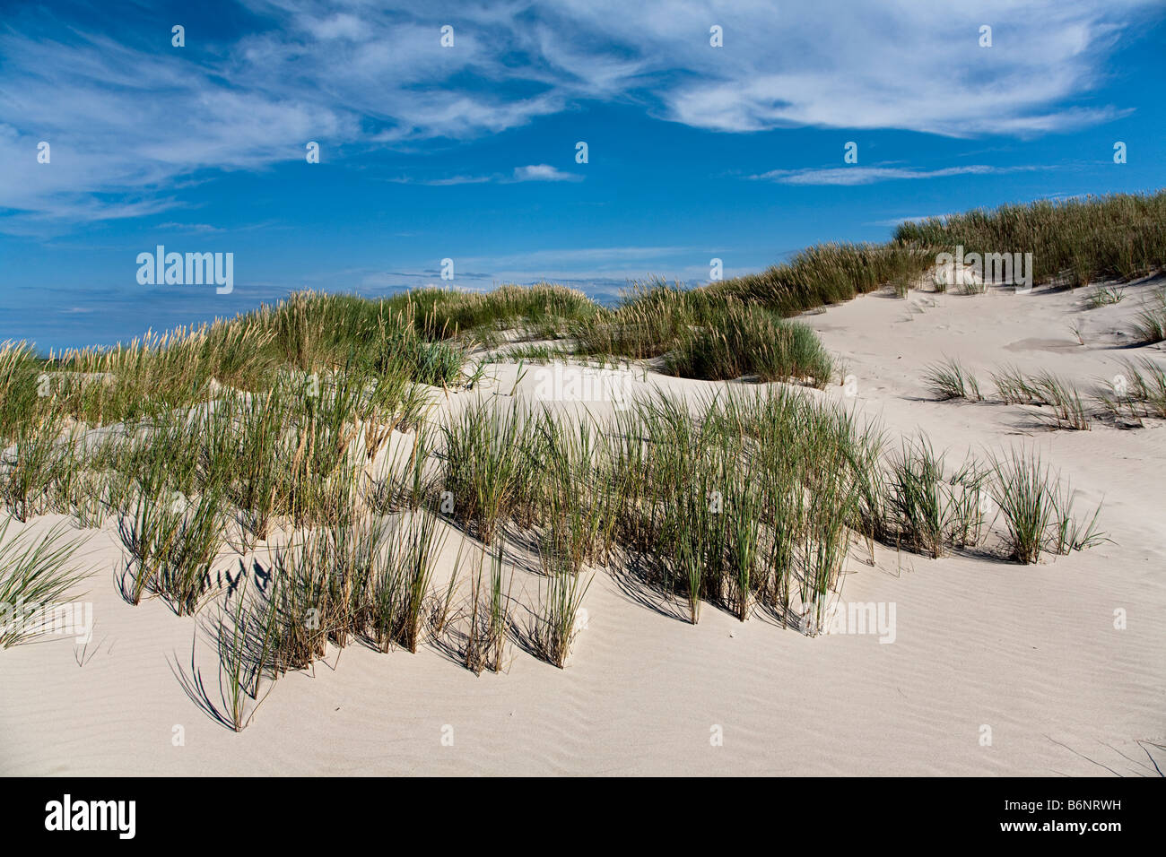 Marram grass Ammophilia arenaria prevenire erosione di duna in Lacka Gora dunes Parco Nazionale di Slowinski Leba Polonia Foto Stock