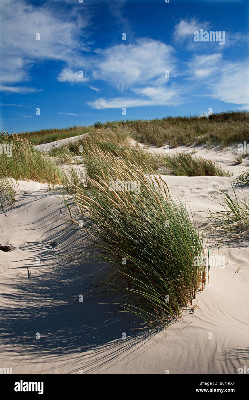 Marram grass Ammophilia arenaria prevenire erosione di duna in Lacka Gora dunes Parco Nazionale di Slowinski Leba Polonia Foto Stock