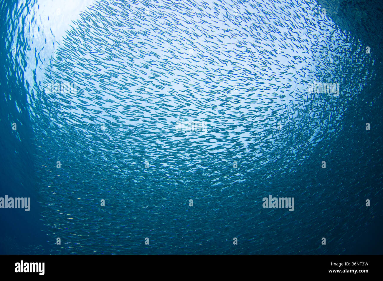 Migliaia di baitfish o silversides scuola insieme off Bonaire Island, Antille olandesi, Mar dei Caraibi. Foto Stock