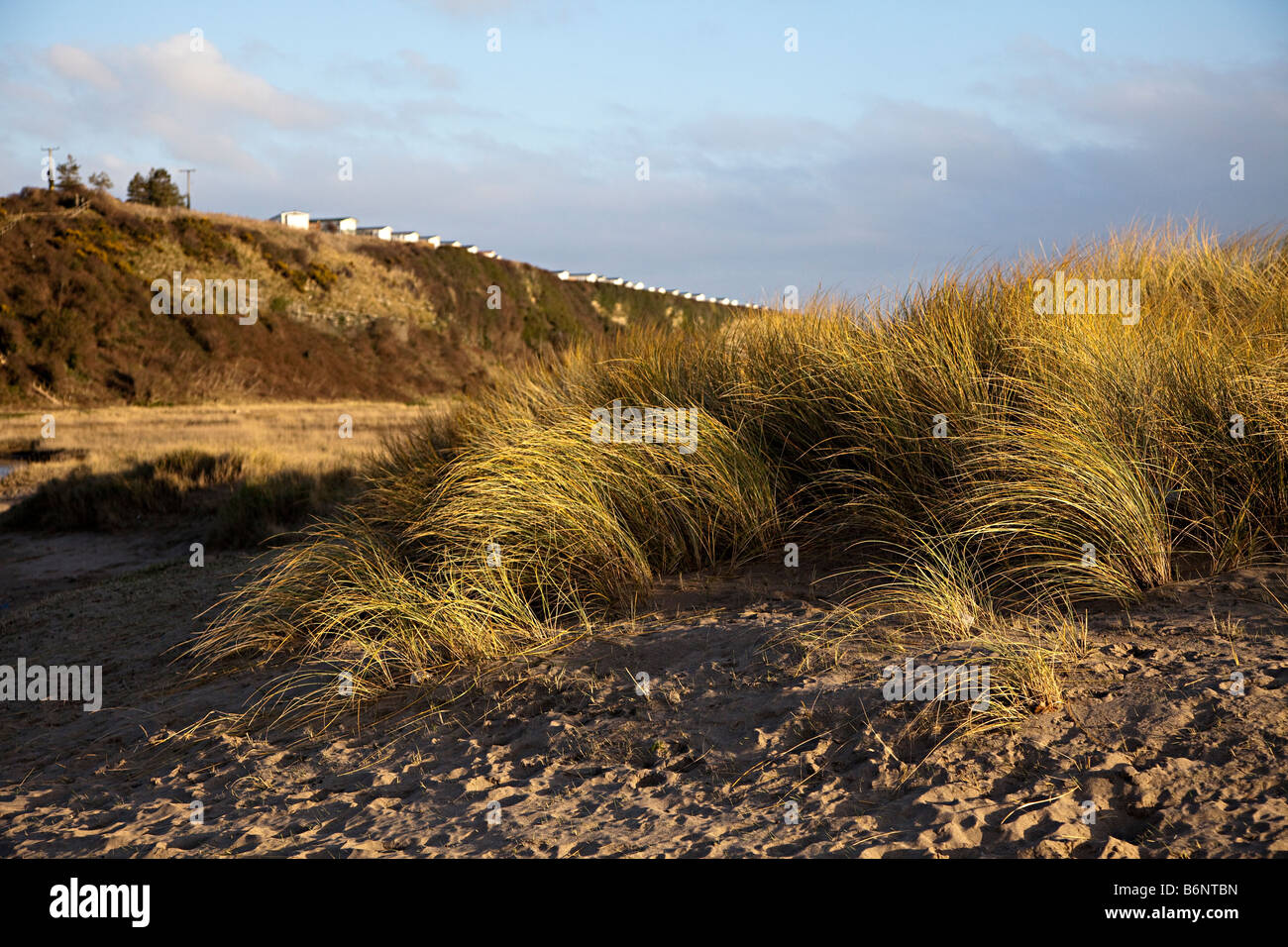 Marram grass Ammophilia arenaria sulle dune nei pressi di Aberthaw con carovane di vacanze sul bordo scogliera Wales UK Foto Stock